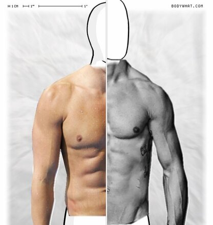 Torso Comparison