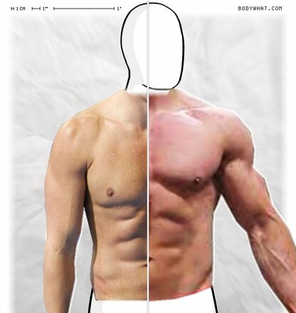 Torso Comparison