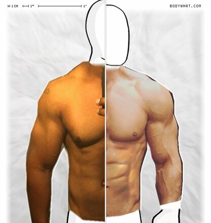 Torso Comparison