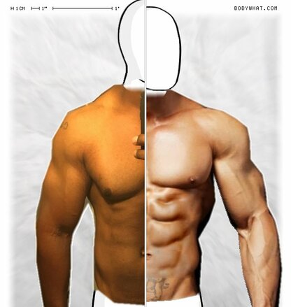Torso Comparison
