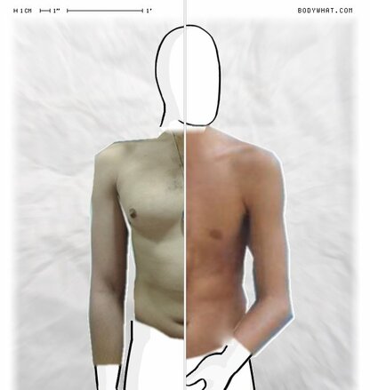 Torso Comparison