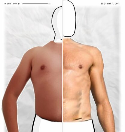 Torso Comparison