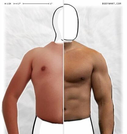 Torso Comparison