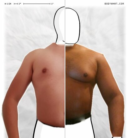 Torso Comparison