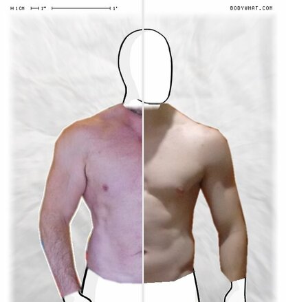 Torso Comparison