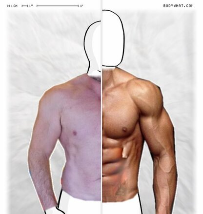 Torso Comparison