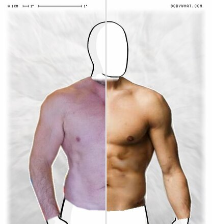 Torso Comparison