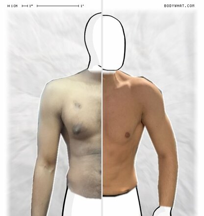 Torso Comparison