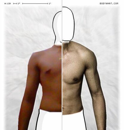 Torso Comparison