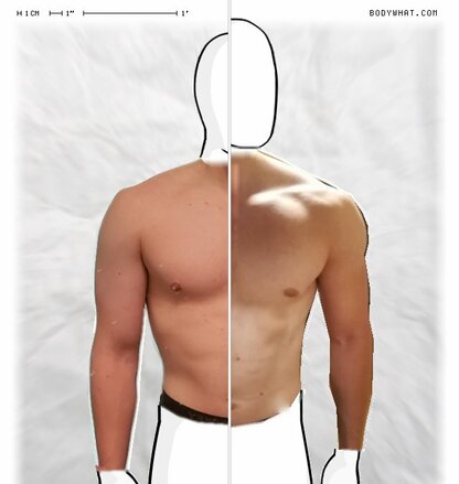 Torso Comparison