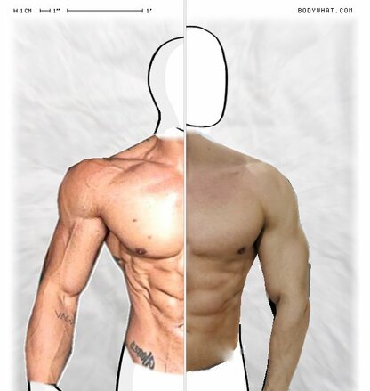 Torso Comparison