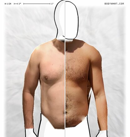 Torso Comparison