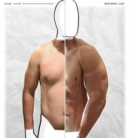Torso Comparison