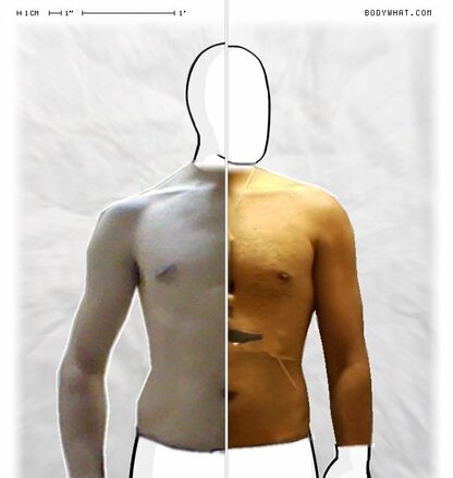 Torso Comparison