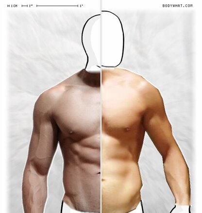 Torso Comparison