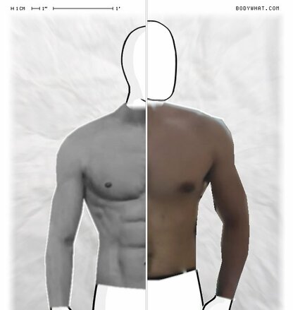 Torso Comparison