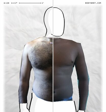 Torso Comparison