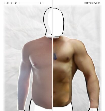 Torso Comparison