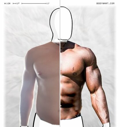 Torso Comparison