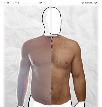 Torso Comparison