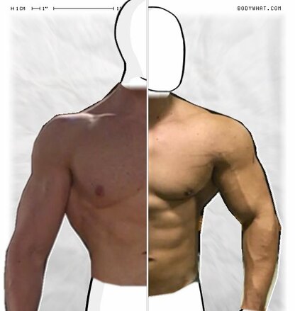 Torso Comparison