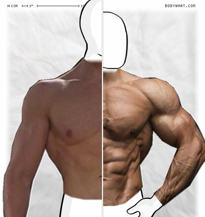 Torso Comparison