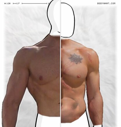 Torso Comparison