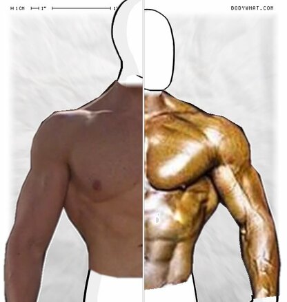 Torso Comparison