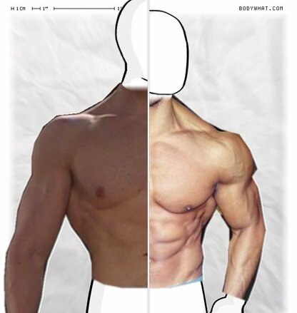 Torso Comparison