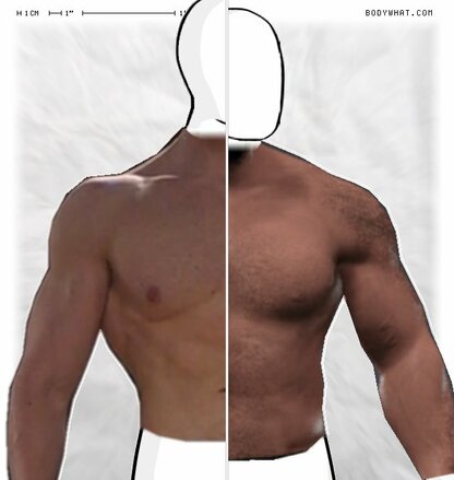 Torso Comparison