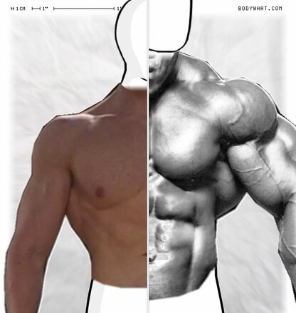 Torso Comparison