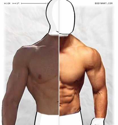 Torso Comparison