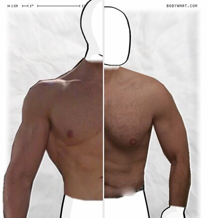 Torso Comparison