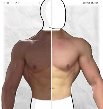 Torso Comparison