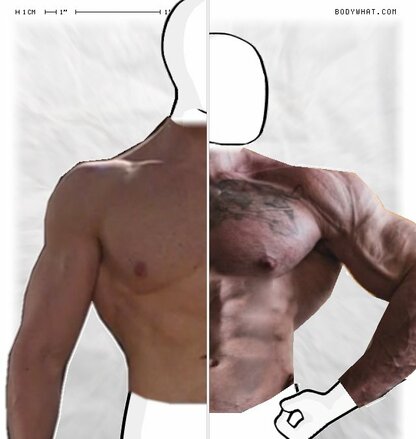 Torso Comparison