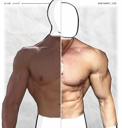 Torso Comparison