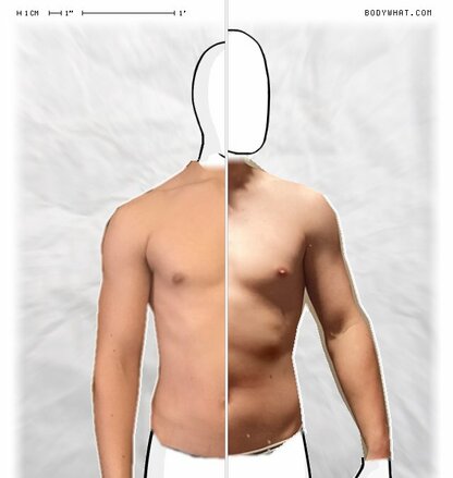 Torso Comparison