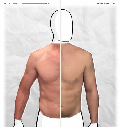 Torso Comparison