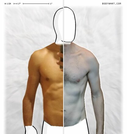 Torso Comparison