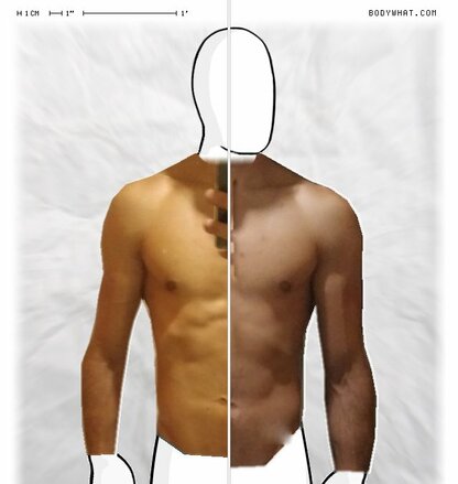 Torso Comparison