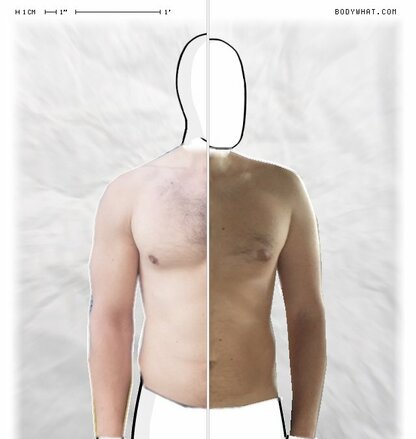 Torso Comparison