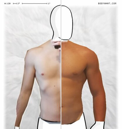 Torso Comparison