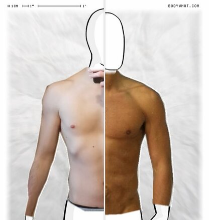 Torso Comparison