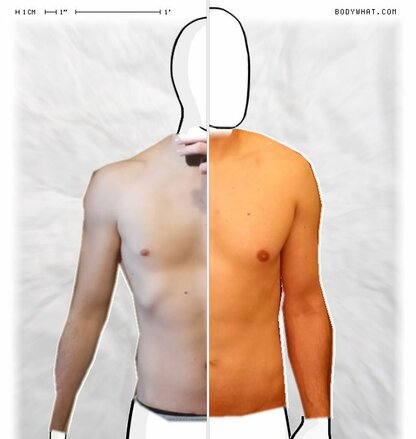 Torso Comparison