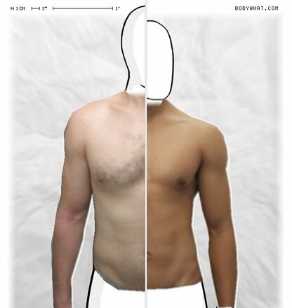 Torso Comparison