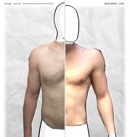 Torso Comparison