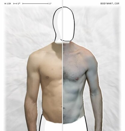 Torso Comparison