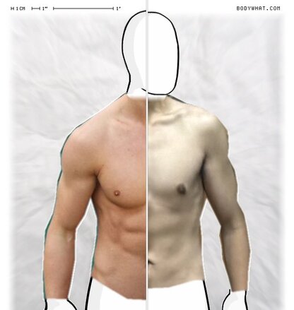 Torso Comparison