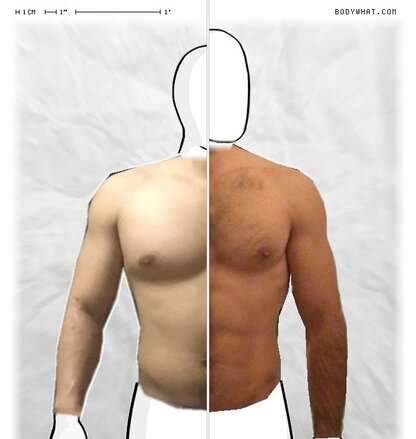Torso Comparison