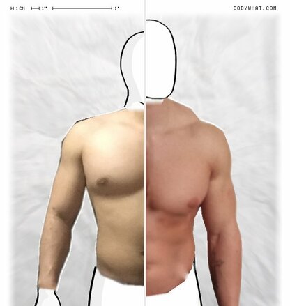 Torso Comparison